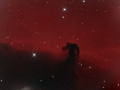Horse Close Up